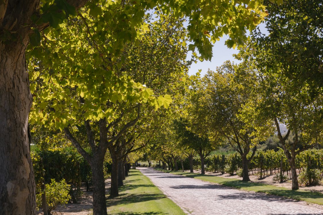Baumgesäumter Weg durch die Weinberge auf dem Weingut Under Oaks in Südafrika.