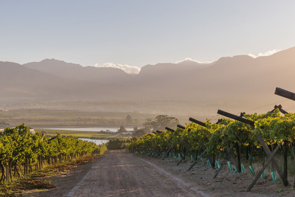 Weinberge auf dem Weingut Under Oaks in Südafrika mit Blick über Reben, Landschaft und Berge.